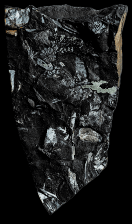  Studio Daniel Gremme